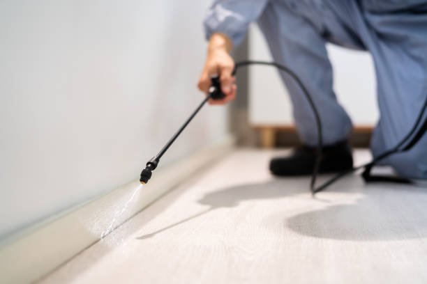 Licensed Wasp Removal service in Jacksonville, IL - Show Me Pest Control