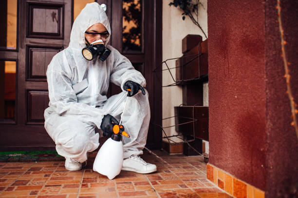 Reliable Wasp Removal contractor in Jacksonville, IL by Show Me Pest Control
